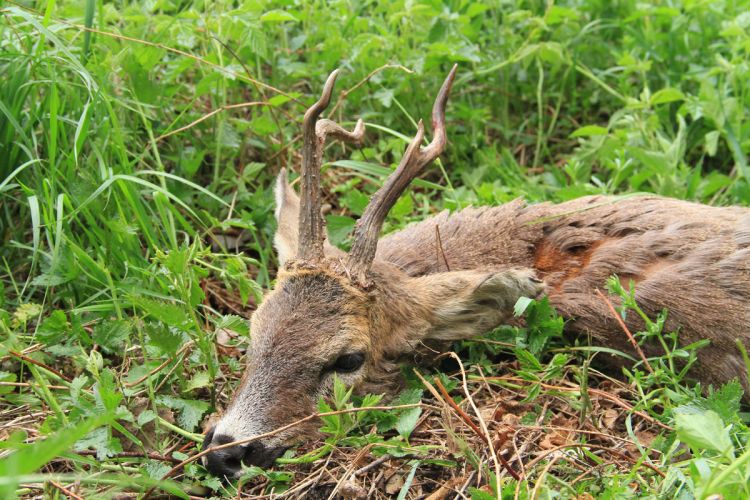 őzbak vadászat, Cigánd